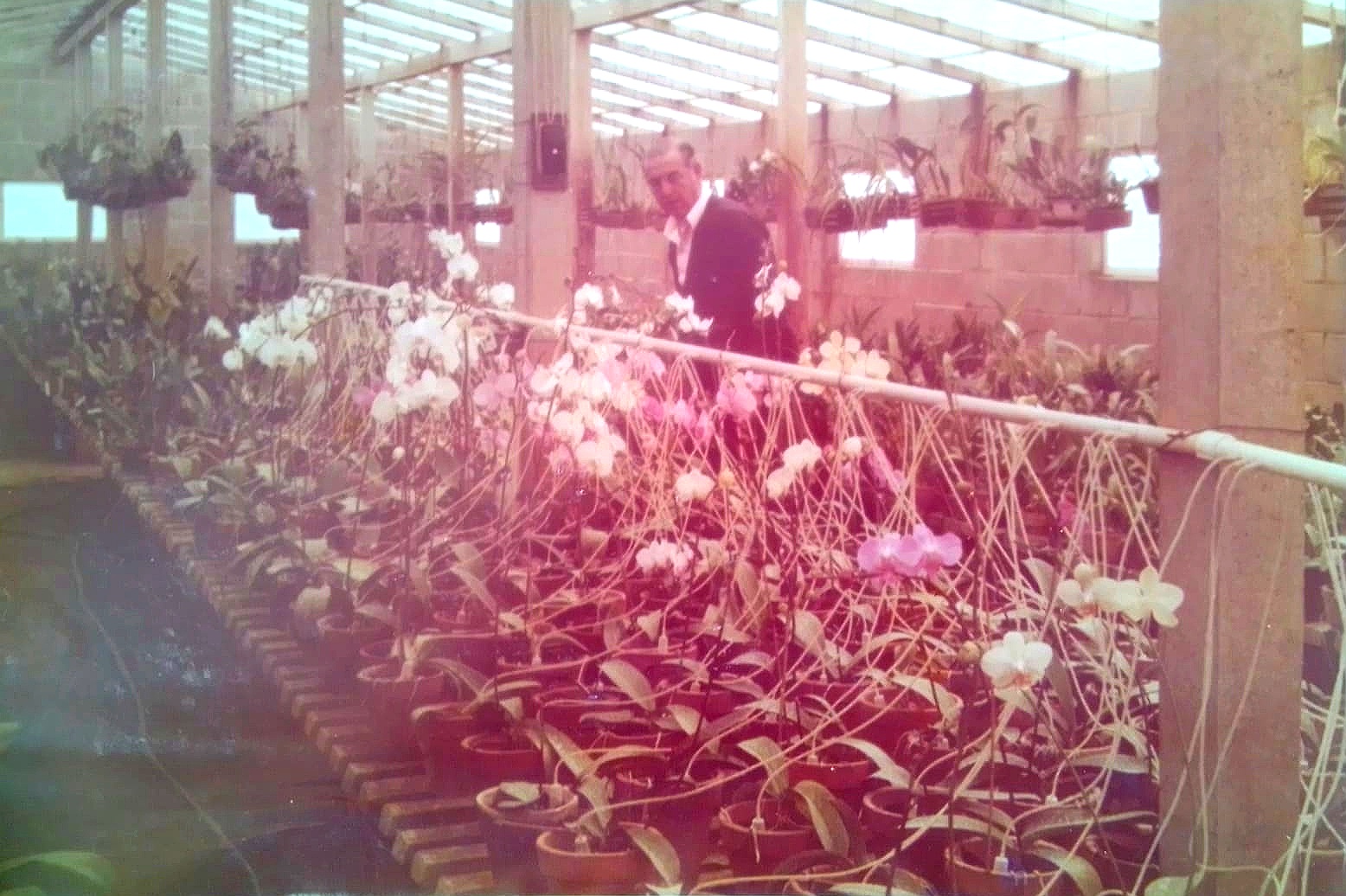 Antonio Vendramin no seu orquidário...
